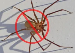 Araña violinista: 8 consejos de expertos para evitar la presencia de estos arácnidos en el hogar