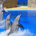 Adiós shows de delfines: Senado prohíbe uso de mamíferos marinos en espectáculos