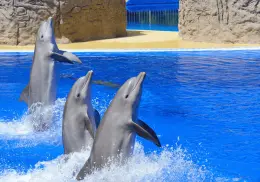 Adiós shows de delfines: Senado prohíbe uso de mamíferos marinos en espectáculos