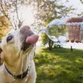 Golpe de calor en perros: estos son los síntomas leves y graves