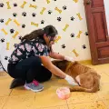 Recibirá Álamos Dog nuevo terreno