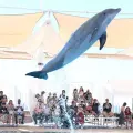 Por terminar convocatoria para delfinoteriapia; van más de 100 discapacitados registrados en DIF Cajeme