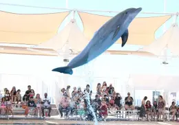 Por terminar convocatoria para delfinoteriapia; van más de 100 discapacitados registrados en DIF Cajeme
