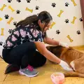 Recibirá Álamos Dog nuevo terreno
