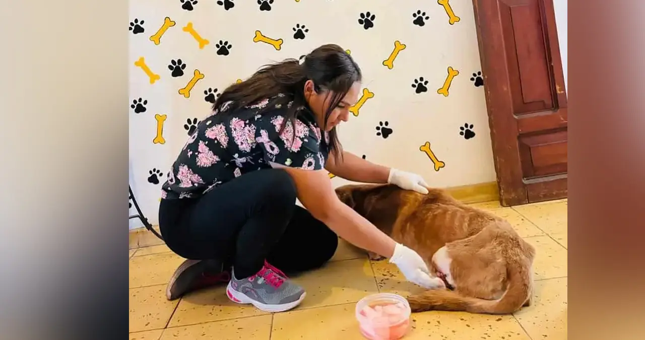 Recibirá Álamos Dog nuevo terreno