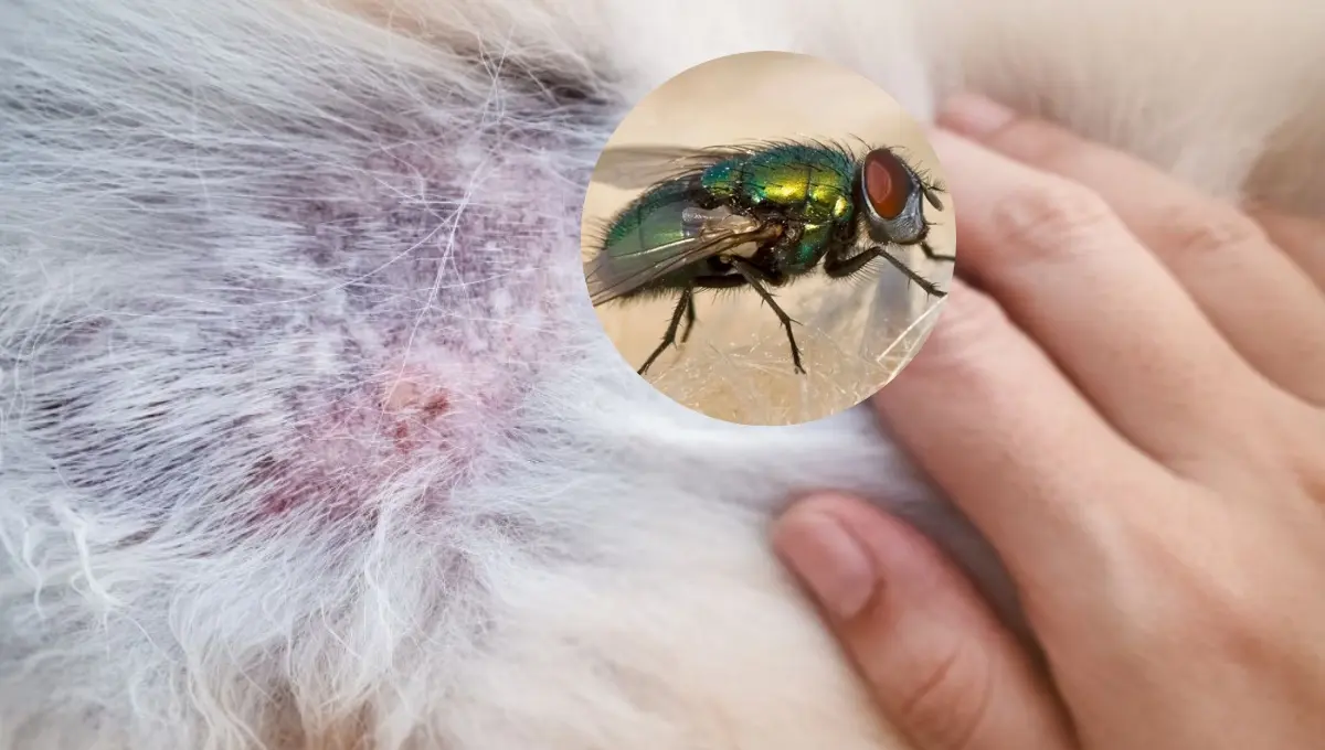 Así puedes evitar que las moscas piquen a tus mascotas. Foto: Original