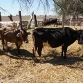 A la baja, precio del ganado