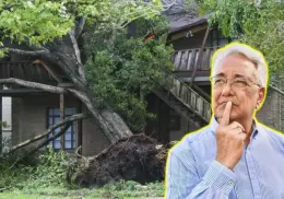 ¿El árbol de tu vecino daña tu propiedad? Esto debes hacer