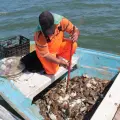 Conapesca modifica fecha de veda de jaiba
