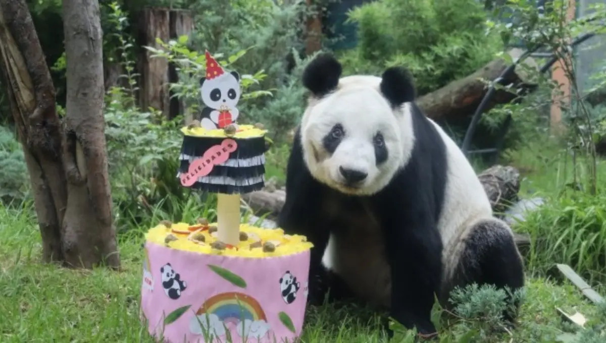 Panda Xin Xin cumple años, Sedema invita al festejo. Foto: Sedema