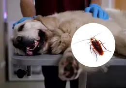¿Las cucarachas pueden enfermar a tus mascotas? esto dicen los expertos