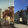 Estados Unidos abrirá su frontera de forma gradual tras avances en combate al gusano barrenador