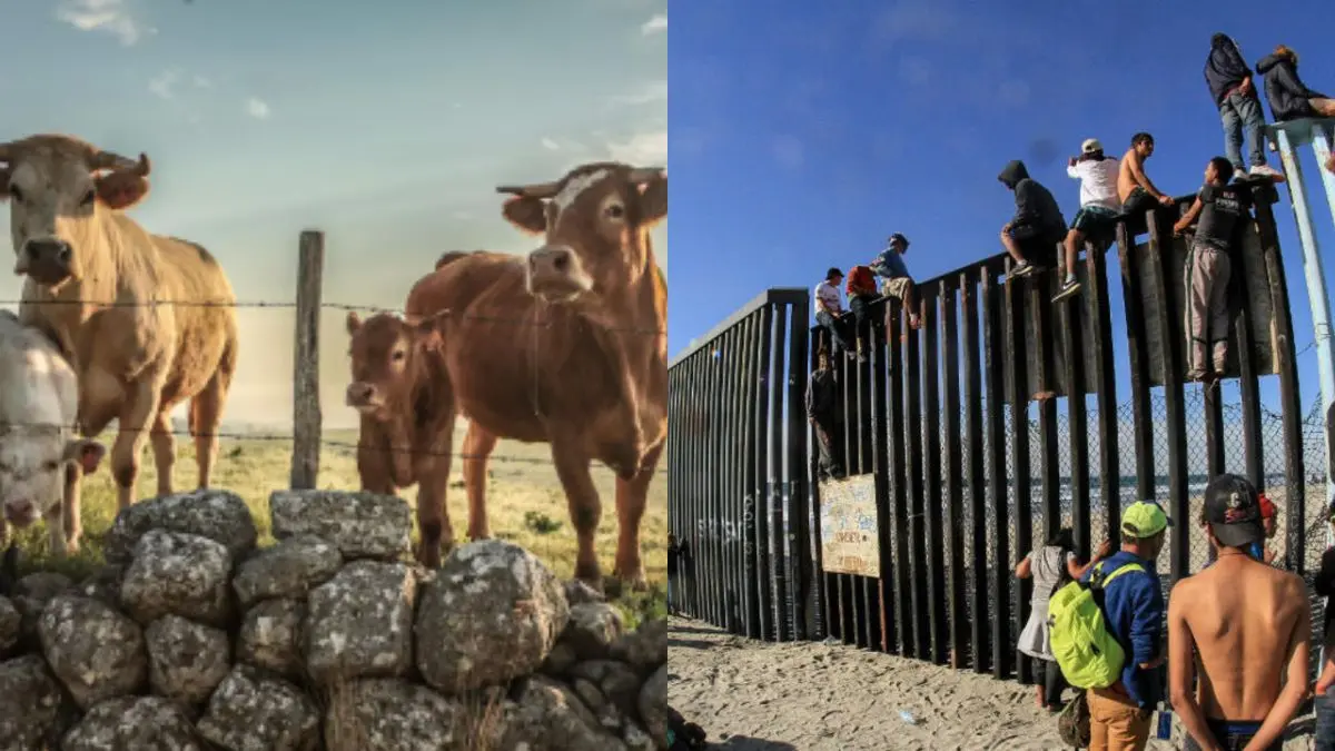 Estados Unidos abrirá su frontera de forma gradual tras avances en combate al gusano barrenador
