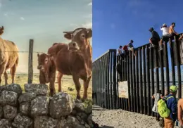 Estados Unidos abrirá su frontera de forma gradual tras avances en combate al gusano barrenador