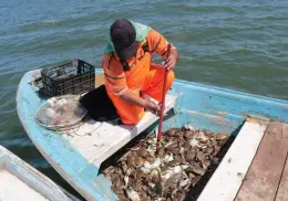 Pescadores inconformes por retraso de temporada de jaiba