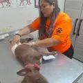 En Ciudad Obregón tatuarán a perros callejeros