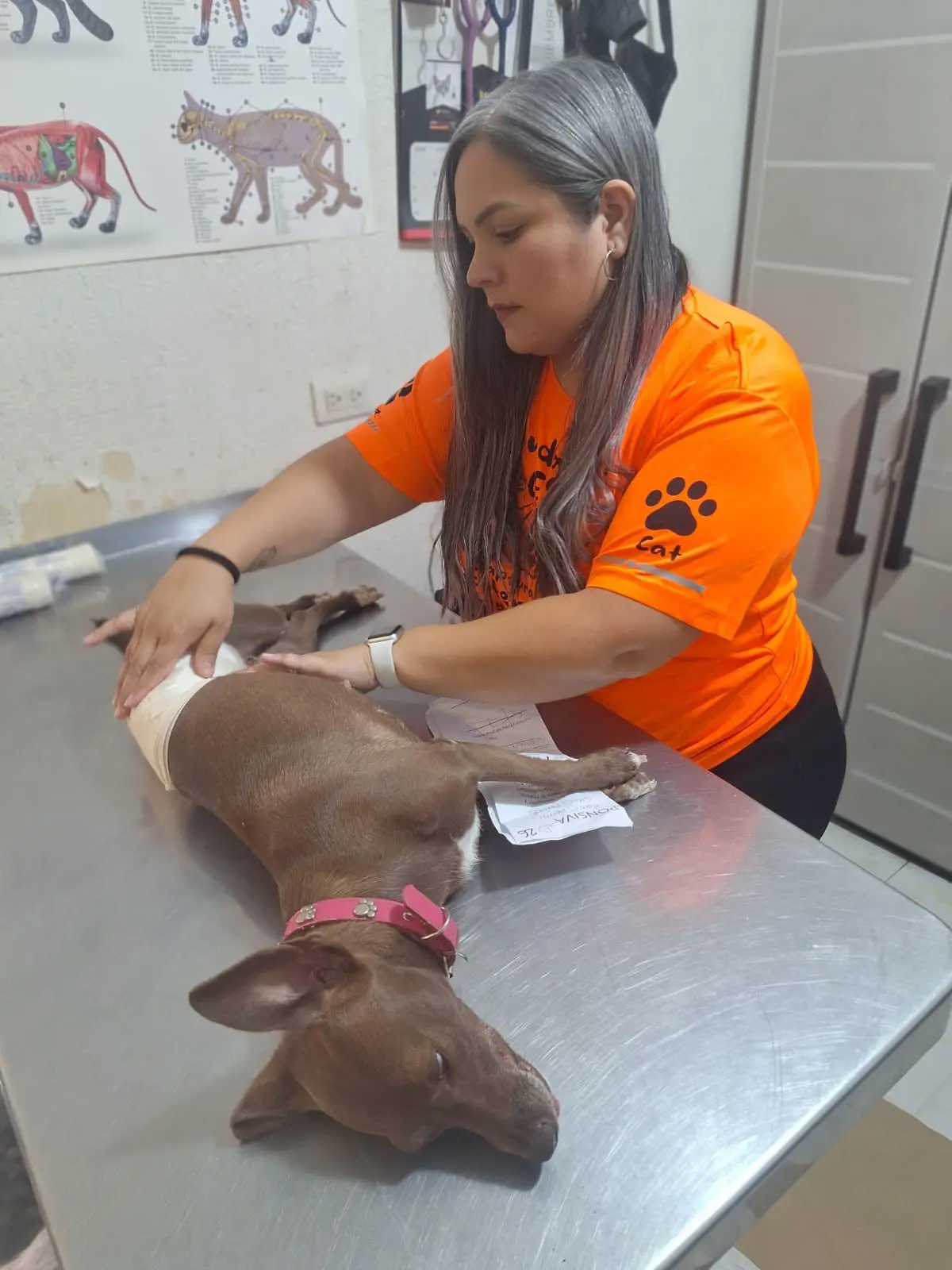 En Ciudad Obregón tatuarán a perros callejeros