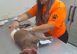 En Ciudad Obregón tatuarán a perros callejeros