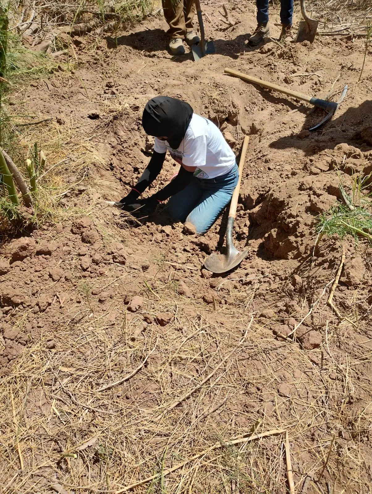 Reanudan búsqueda en cementerio clandestino del Valle del Yaqui