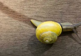 ¿La mucina de caracol funciona realmente para el antienvejecimiento? Esto dicen expertos