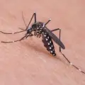 Siguen presentes casos de dengue en Sonora