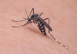 Siguen presentes casos de dengue en Sonora