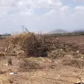 Regidor de Cajeme busca endurecer sanciones para evitar tala de árboles