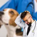 Expertos revelan la principal causa de muerte en los perros