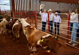 Reanudan exportación de ganado de Sonora a Estados Unidos