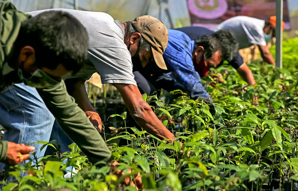 Sonora es uno de los 24 Estados que se encuentra dentro del programa Sembrando Vida