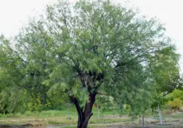 Día del Árbol: El mezquite y sus propiedades curativas, según la medicina tradicional yaqui