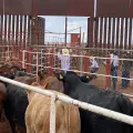 EU cierra nuevamente la frontera