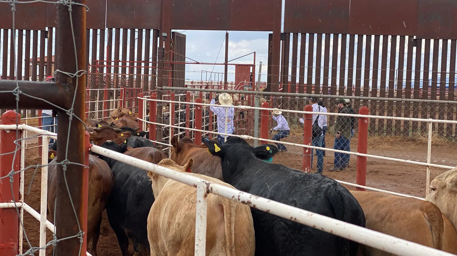 EU cierra nuevamente la frontera a México en exportación de ganado