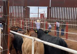 EU cierra nuevamente la frontera a México en exportación de ganado
