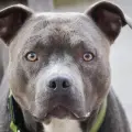Sentencian a madre que esposó a su hijito para que lo atacara un pitbull