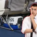 Vacaciones de verano: así puedes viajar con tu perro o gato en el avión