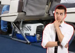 Vacaciones de verano: así puedes viajar con tu perro o gato en el avión
