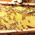 Apicultura en Sonora, a la deriva