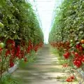Productores de tomate están a la expectativa por pago de aranceles