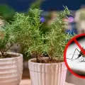4 maneras de usar romero para eliminar mosquitos molestos y perfumar tu casa