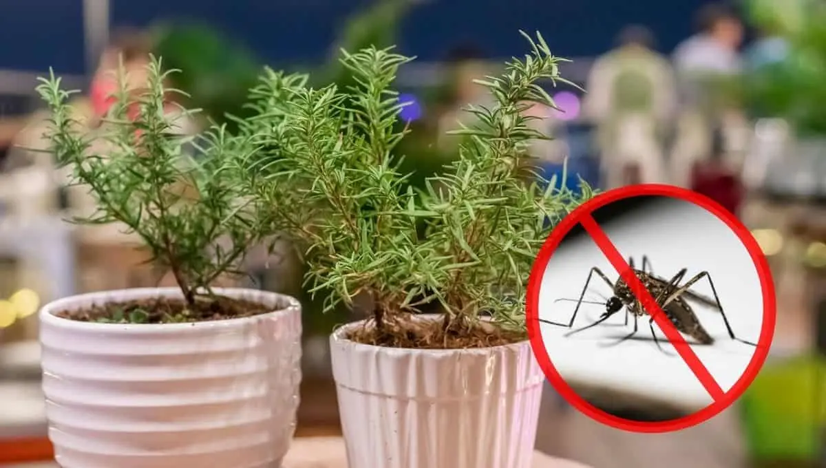 Elimina estos insectos de tu hogar con romero / Pexels