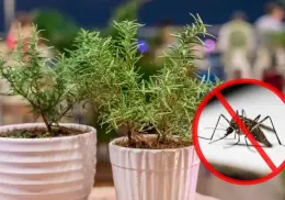 4 maneras de usar romero para eliminar mosquitos molestos y perfumar tu casa