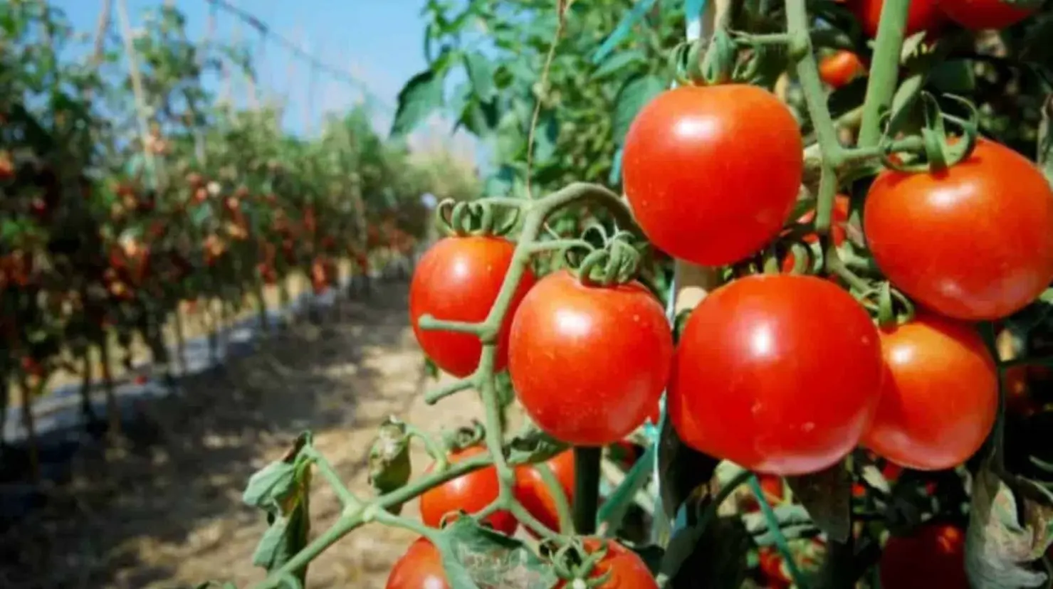 EE.UU. reactiva arancel al tomate mexicano: aplicará tarifa del 17.09% desde este lunes