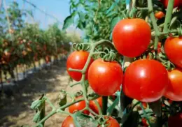 EE.UU. reactiva arancel al tomate mexicano: aplicará tarifa del 17.09% desde este lunes