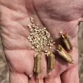 Aprovechan el Valle del Yaqui para cultivo de ajonjolí 
