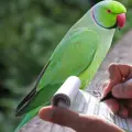 Multa por tener aves silvestres en México; conoce el monto a pagar