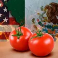 Exportarán tomate pese al arancel de EU