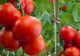 Productores de tomate están a la expectativa por pago de aranceles