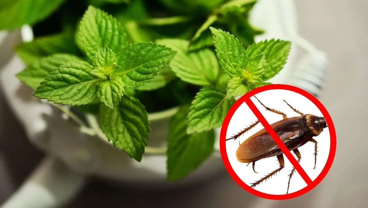 Elimina las cucarachas con estas plantas / Pixabay, Canva
