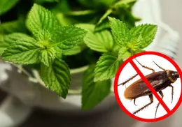 ¡Adiós plagas! Aleja las cucarachas de tu hogar con estas 4 plantas aromáticas
